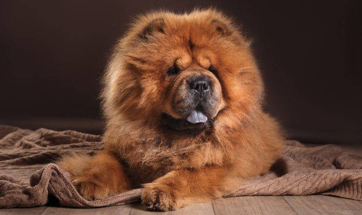 chow chow