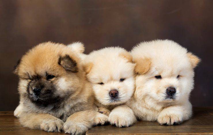 chow chow cuccioli