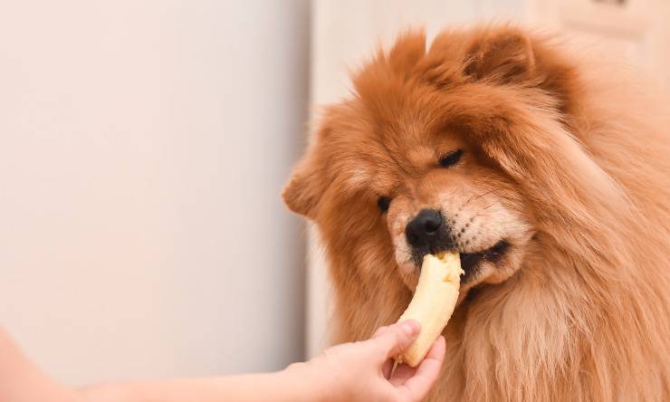 chow chow mangia banana