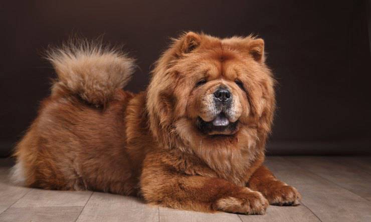 chow chow