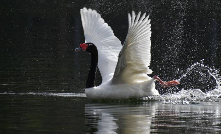 cigno collo nero