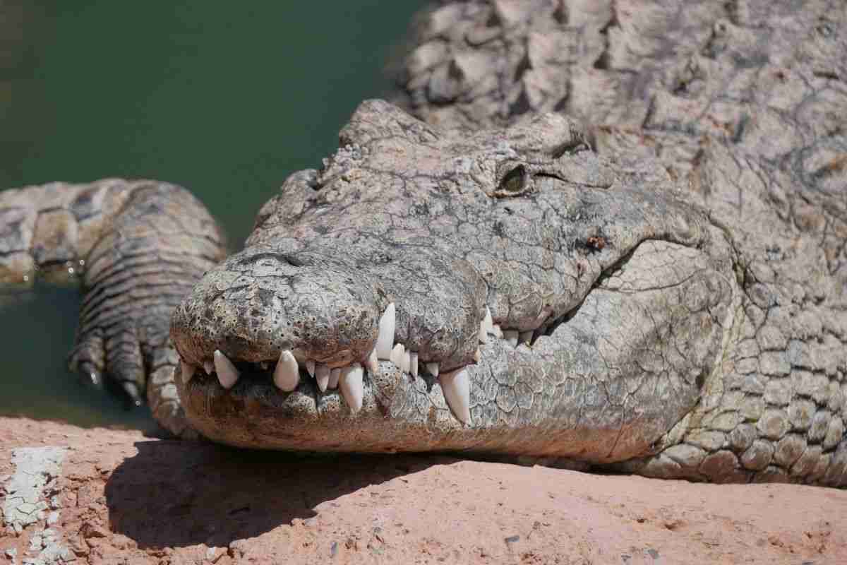 Coccodrillo calmo