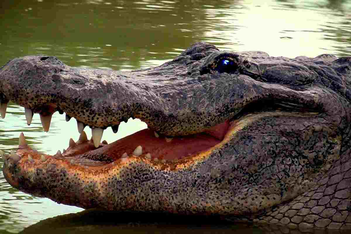 Denti del coccodrillo