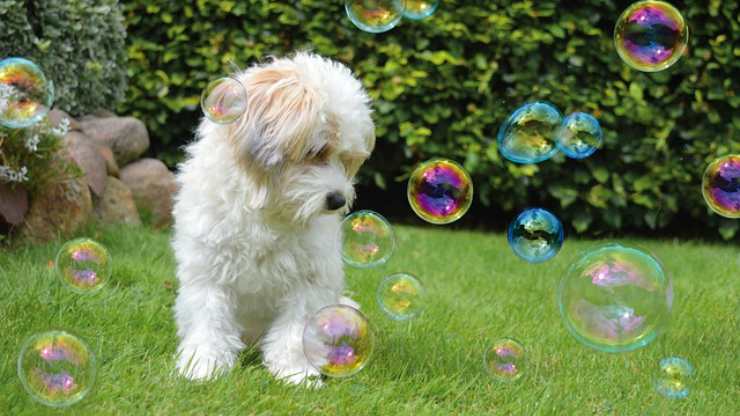 come far giocare al cane con le bolle
