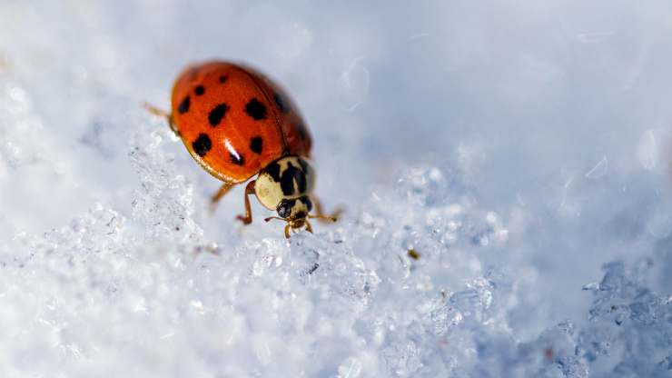 cosa fanno gli insetti in inverno