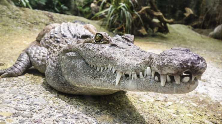 Quanti denti ha un coccodrillo