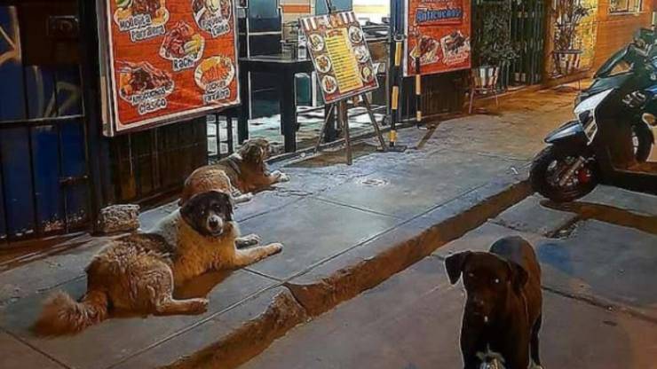 cuccioli in attesa davanti al locale