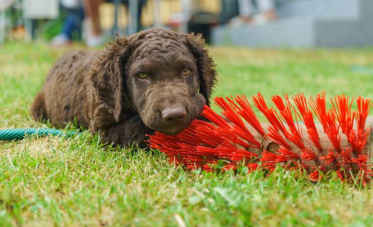 Curly Coated Retriever