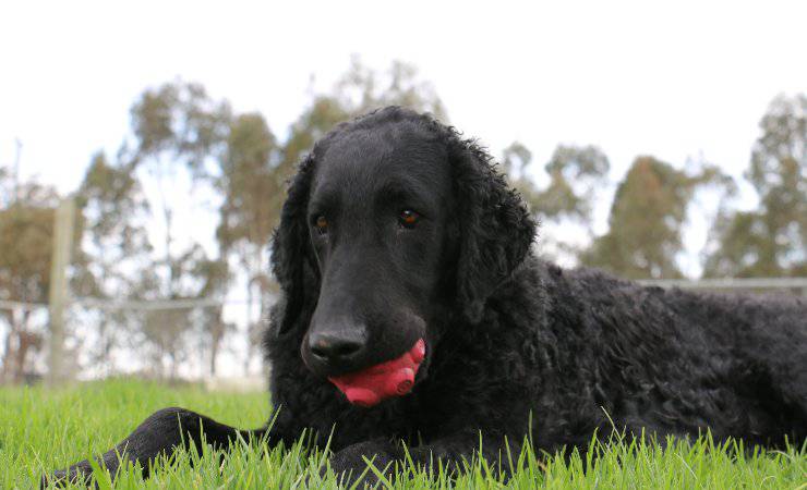 Curly Coated Retriever