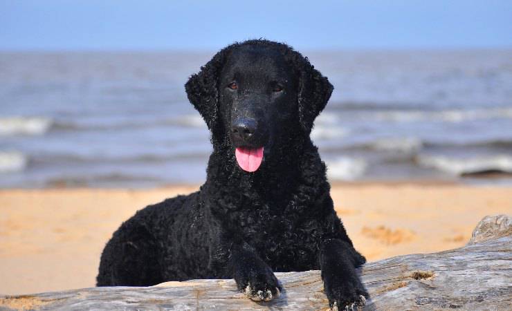 Curly Coated Retriever