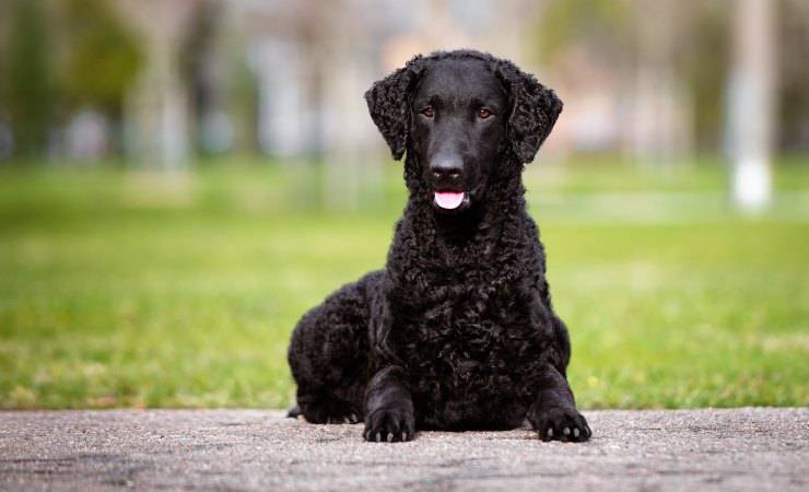 Curly Coated Retriever