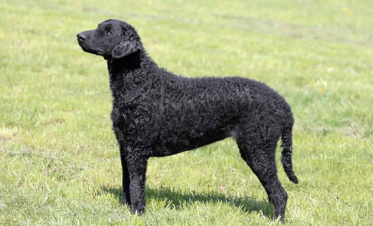 Curly Coated Retriever