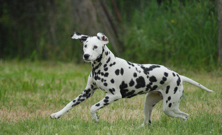 dalmata