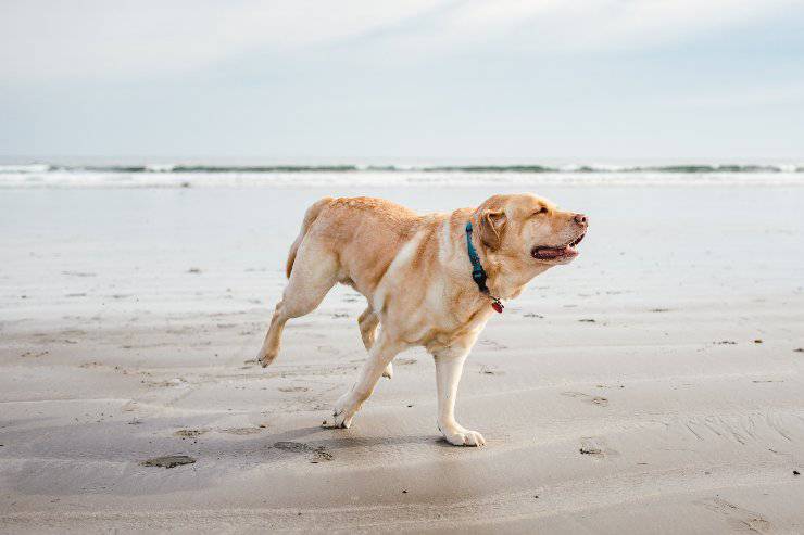 Il comportamento del cane