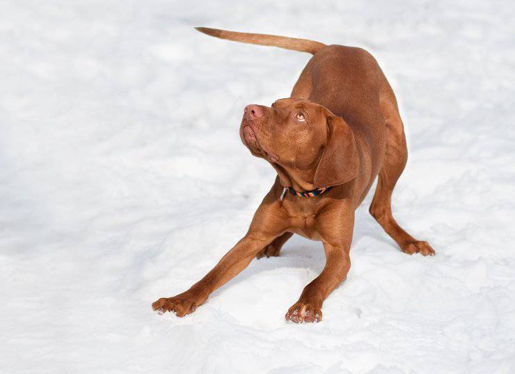 Perché il cane alza il sedere