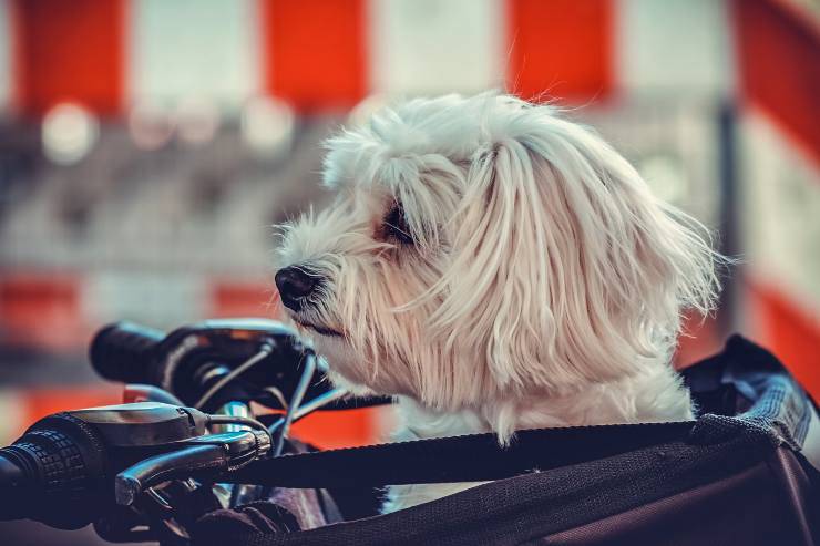 Come portare il cane in bicicletta