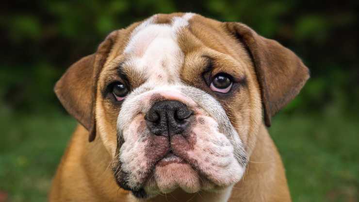 Cucciolo dallo sguardo triste (Foto Pixabay)