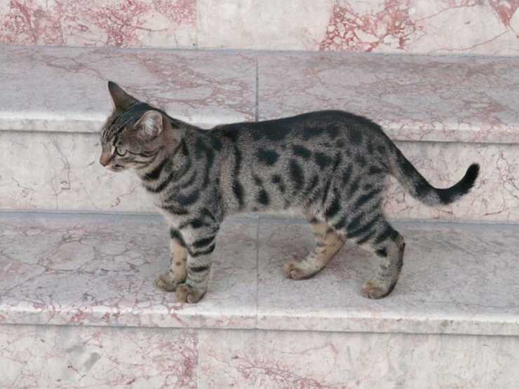 gattino scale