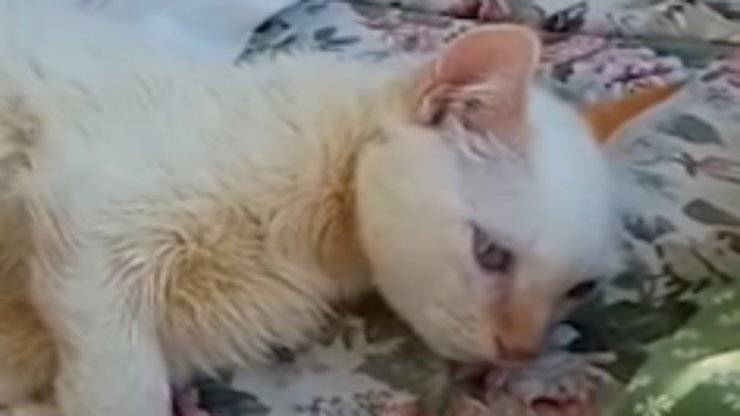 gattino triste (Foto video)