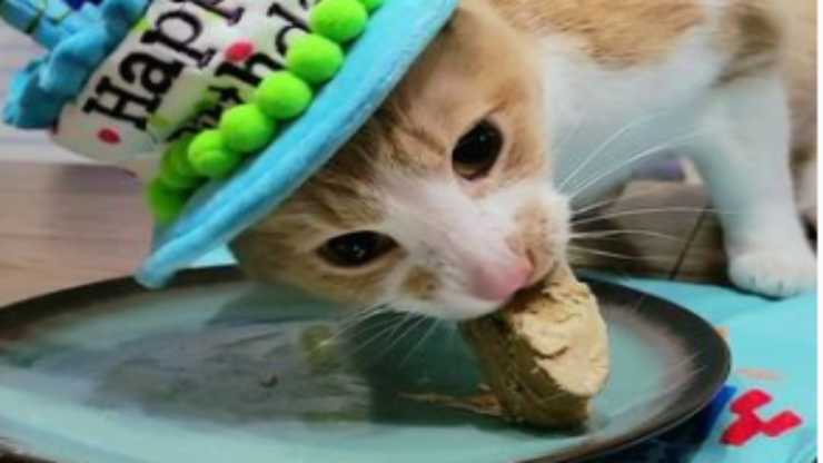 Il gatto affamato (foto Instagram)