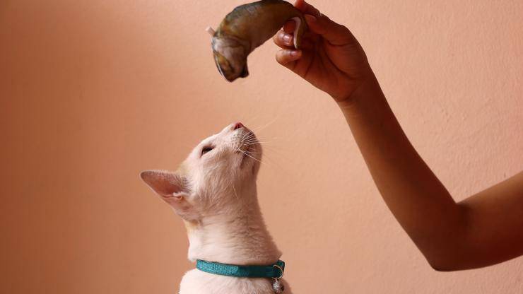 gatto può mangiare sgombro 