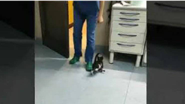 Il gatto vicino il medico (Foto video)
