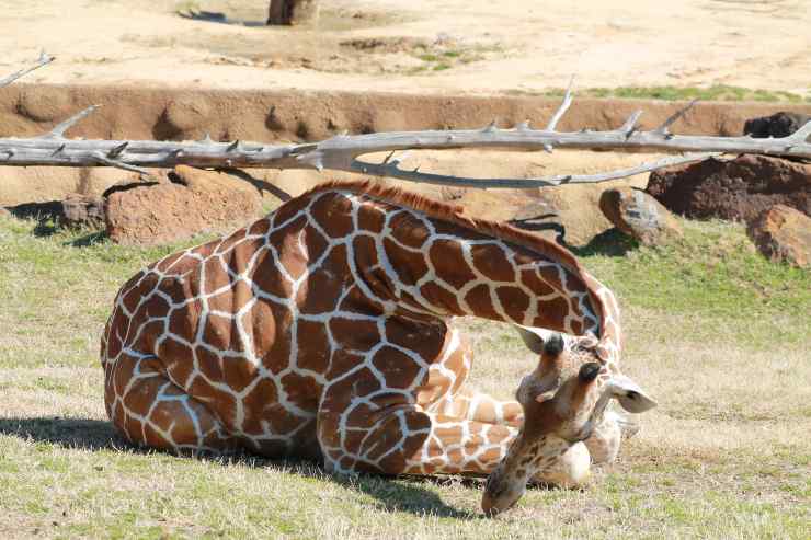 Come dorme la giraffa