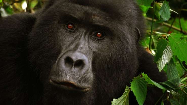 gorilla riconoscono voce umani