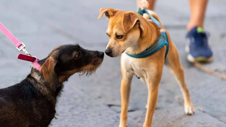 il cane piange quando vede altri cani 