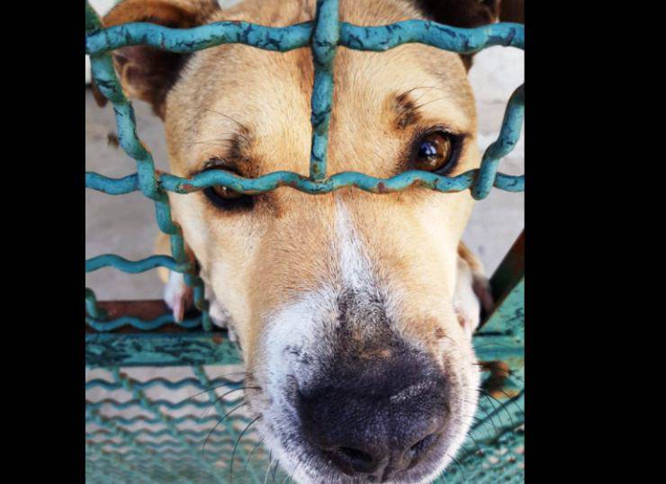 il cucciolo rinchiuso nel box