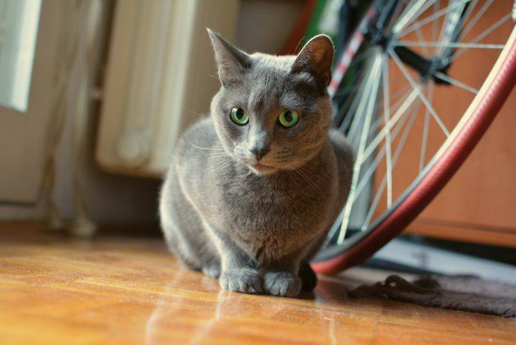 Portare micio in bicicletta