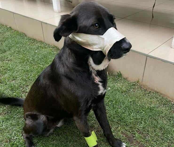 Kei il cane che ha salvato la vita della sua famiglia (Foto Facebook)