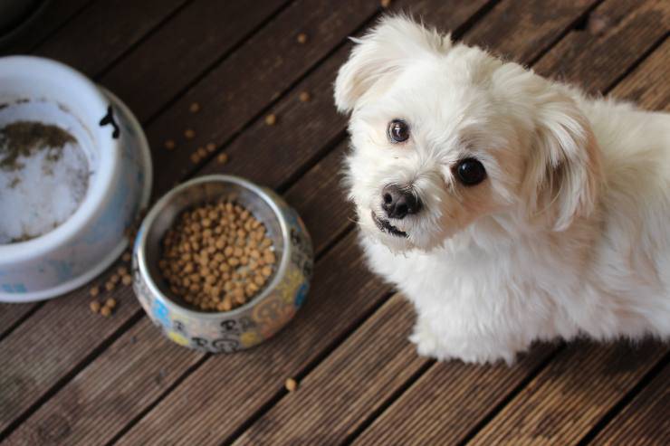 Dieta ad eliminazione nel cane