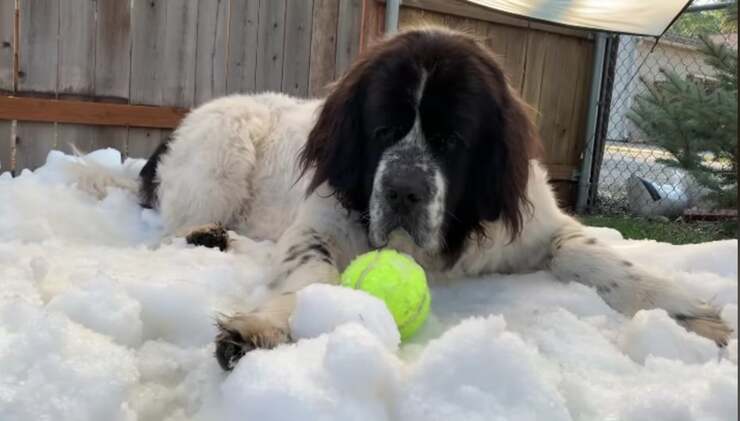 Il cane malato di cancro su un cumulo di neve appositamente realizzato per lei (Screen Video)