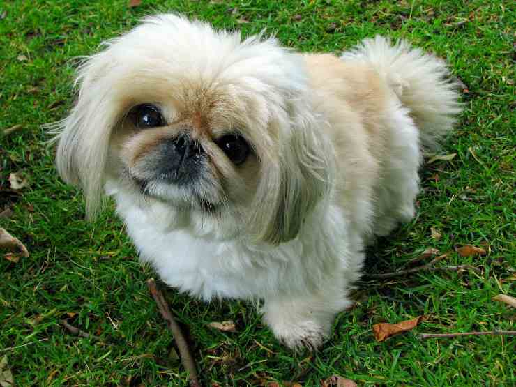 Cagnolino libero in giardino