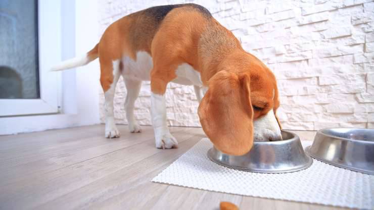 perché cane mangia lentamente
