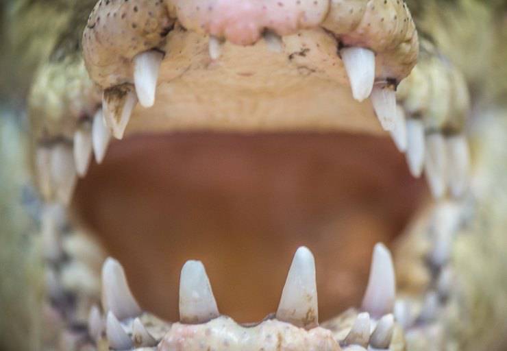 Il coccodrillo e i suoi tanti denti