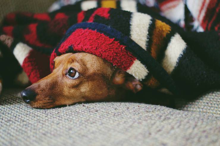 Cane si intrufola sotto le coperte