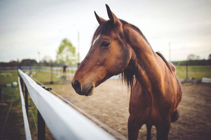 La cauda equina nell'animale