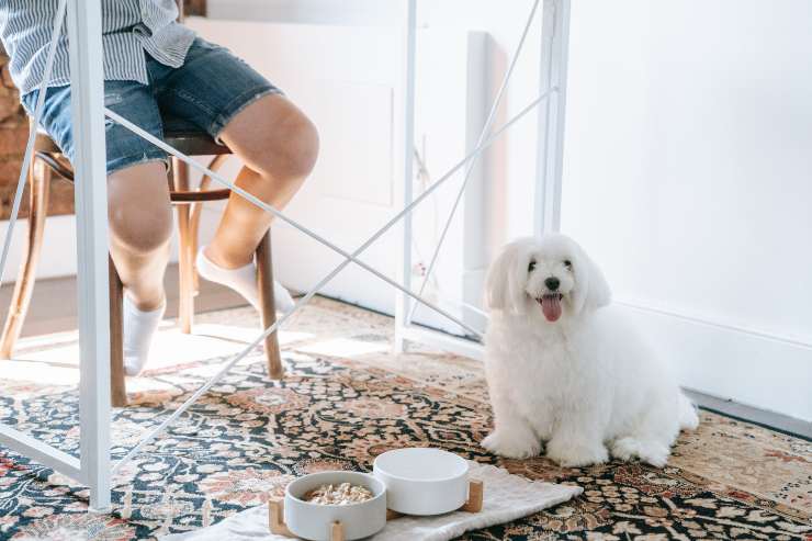 Il cane e la malattia