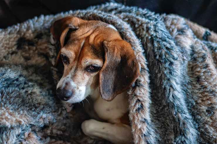 Il comportamento del cane