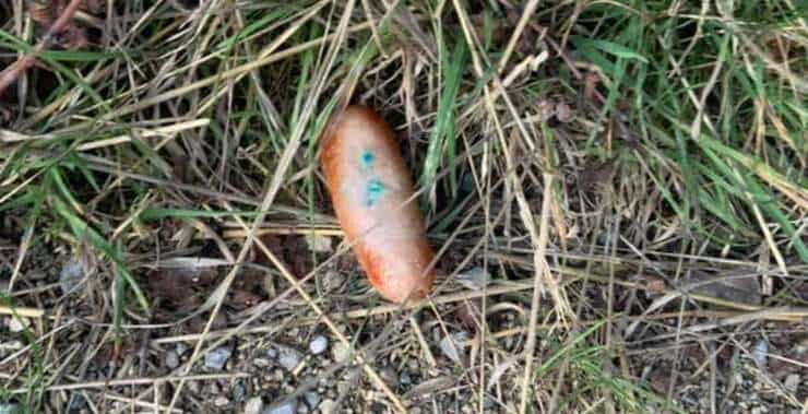 Salsiccia avvelenata con ratticida trovata nel parco (Foto Facebook)