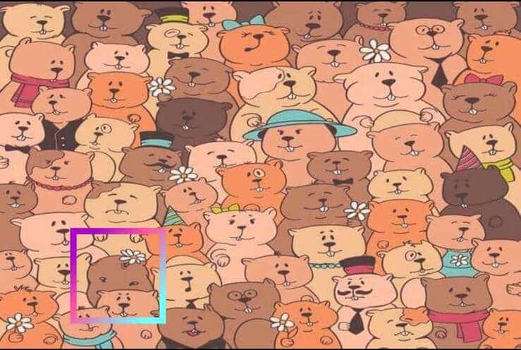 Soluzione test visivo dei castori 