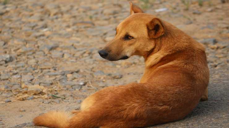 cane dallo sguardo triste (Foto Pixabay)