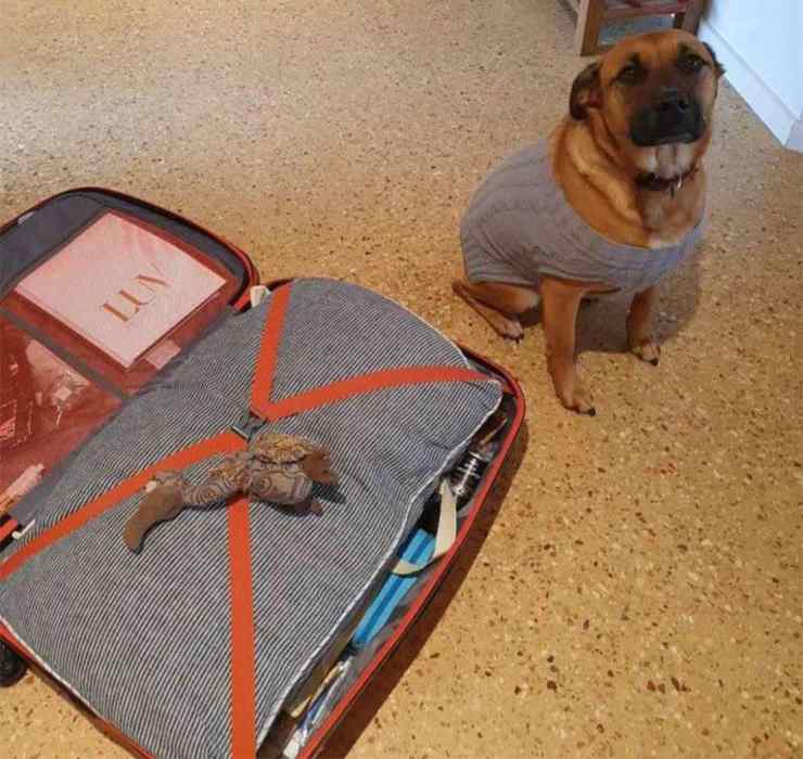 cane giocattolo valigia dog sitter
