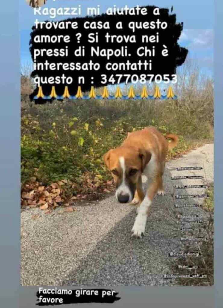 La storia Postata da Gianni Sperti per adottare un cane abbandonato nei pressi di Napoli (Screen Instagram)