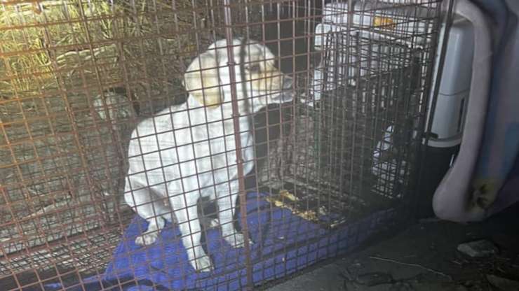Cane nella gabbia (Foto Facebook)