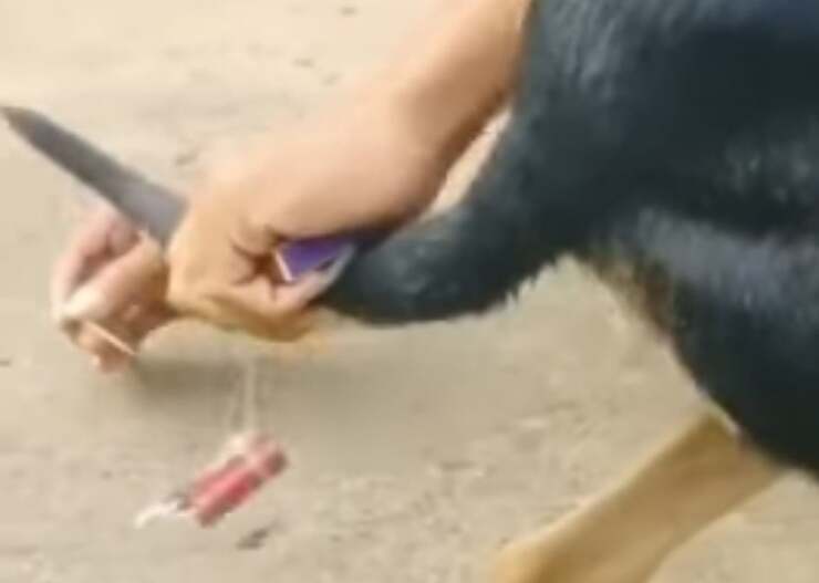 Legano dei petardi alla coda del cane 9 persone arrestate (Screen Video)