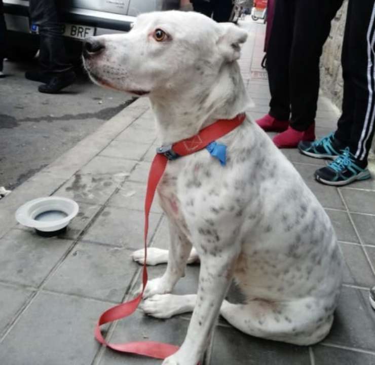 ragazzo salva cane caduto balcone