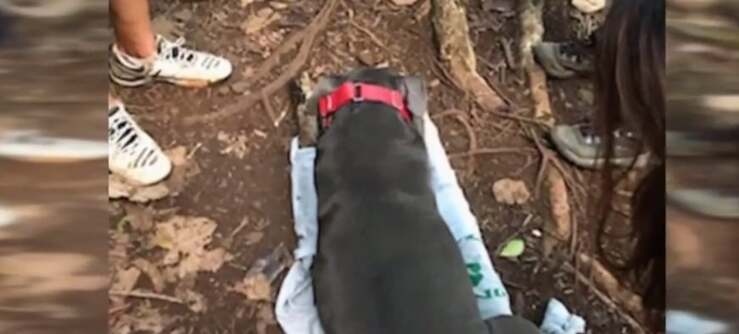 Boy Scout di 12 anni salva una coppia e un cane ferito alla zampa ( Screen Video)